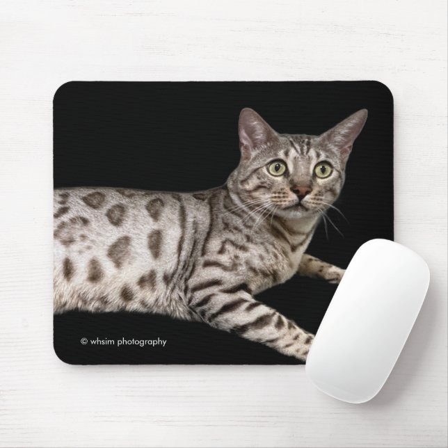 Handsome Bengal Cat Chillaxing in the Condo Mouse Mat (With Mouse)
