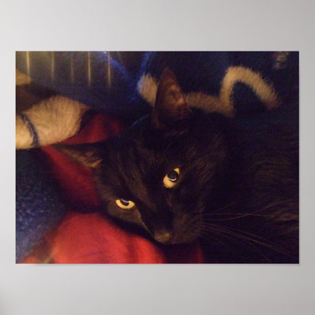 Handsome Black Cat Poster (Front)