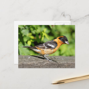 Handsome Black-Headed Grosbeak Songbird Postcard