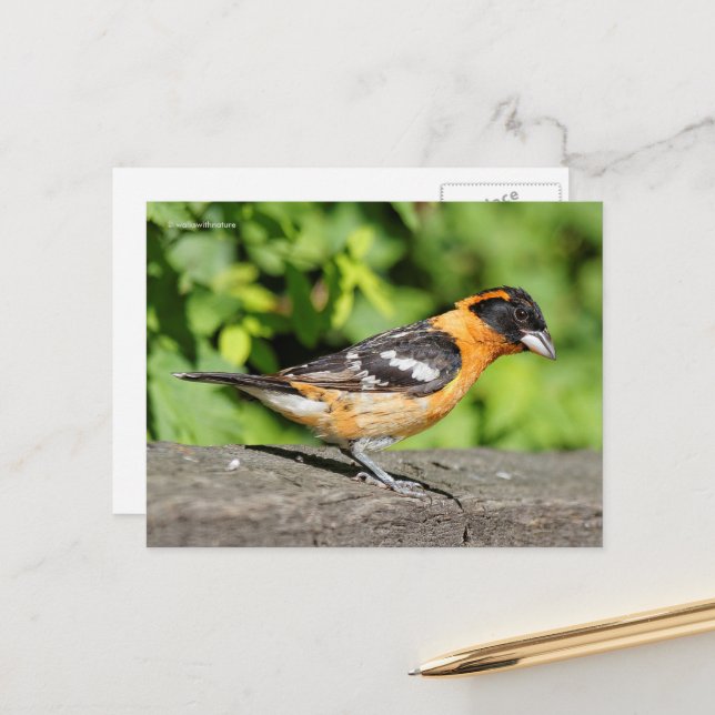 Handsome Black-Headed Grosbeak Songbird Postcard (Front/Back In Situ)