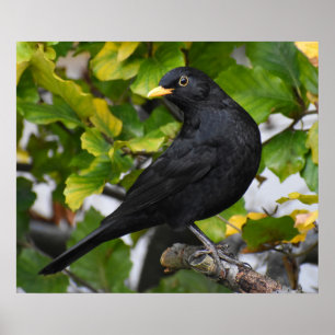 Handsome Blackbird  Poster