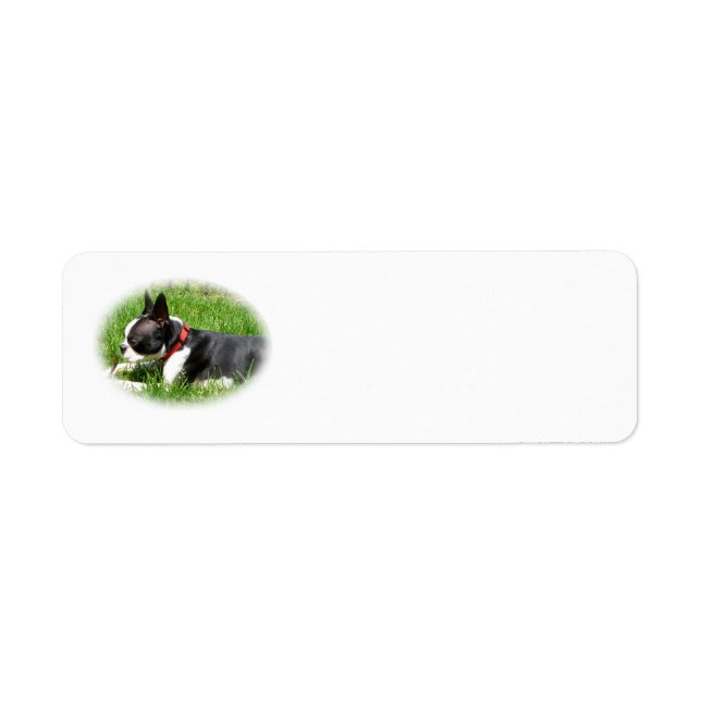 Handsome Boston Terrier Dog On Grass with Stick (Front)