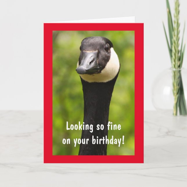 Handsome Canada Goose Funny Birthday Card (Front)