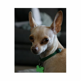 Handsome Chihuahua Standing Photo Sculpture