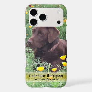 Handsome Chocolate Lab Do in Poppy Patch