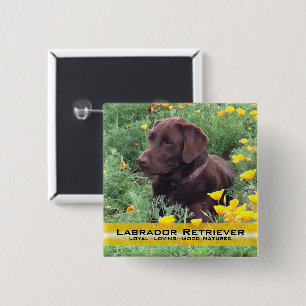 Handsome Chocolate Lab in California Poppy Patch 15 Cm Square Badge