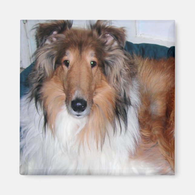 HANDSOME COLLIE MAGNET (Front)