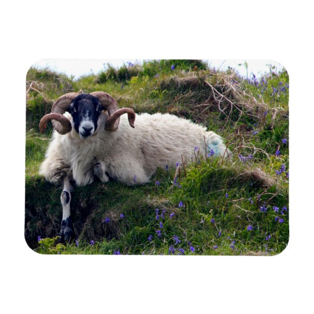 Handsome Curly Horned Ram Lounging in Bluebells Magnet (Horizontal)