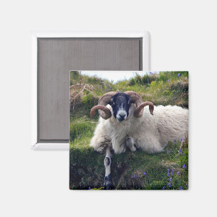 Handsome Curly Horned Ram Lounging in Bluebells Magnet