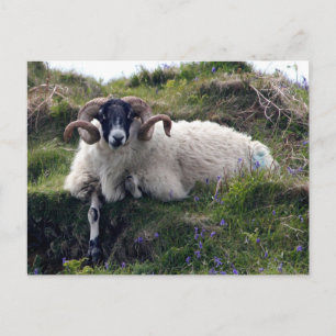 Handsome Curly Horned Ram Lounging in Bluebells Postcard