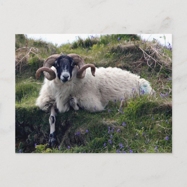 Handsome Curly Horned Ram Lounging in Bluebells Postcard (Front)