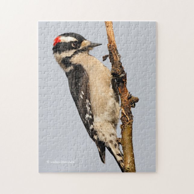 Handsome Downy Woodpecker on the Pear Tree Jigsaw Puzzle (Vertical)