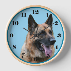 Handsome German Shepherd dog, blue background Clock