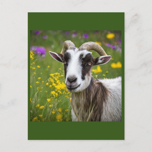  Handsome Goat Postcard (Front)