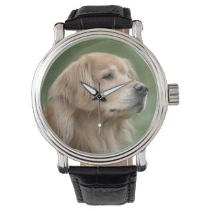 Handsome Golden Retriever Dog in Closeup Watch