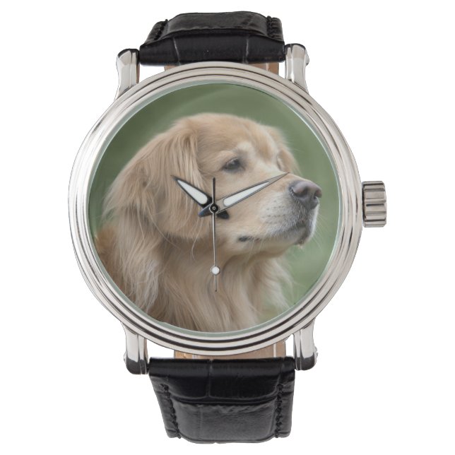 Handsome Golden Retriever Dog in Closeup Watch (Front)