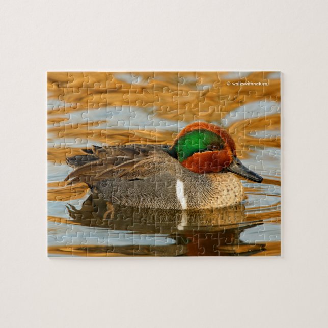 Handsome Green-Winged Teal Duck on Golden Pond Jigsaw Puzzle (Horizontal)