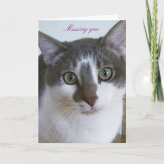 Handsome Grey and White cat Card