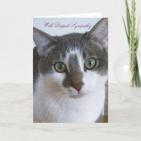 Handsome Grey and White Cat - Pet Sympathy