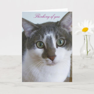 Handsome Grey and White cat-Thinking of You Card