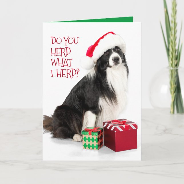 Handsome Herding Border Collie and Christmas Gifts Holiday Card (Front)