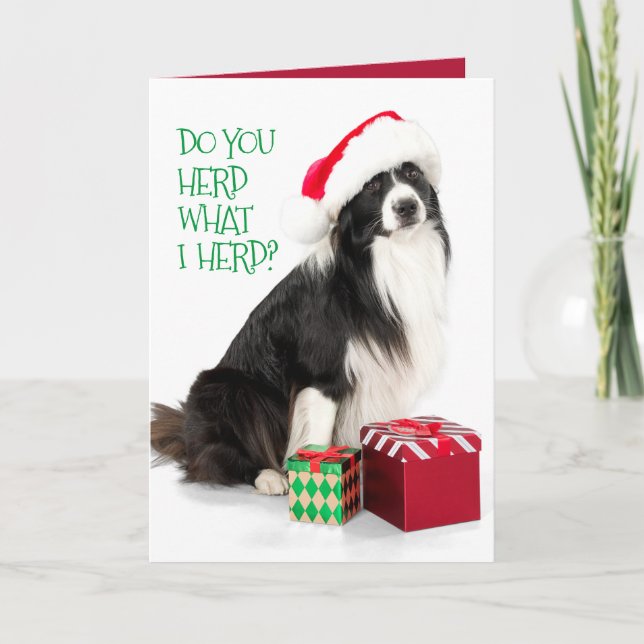 Handsome Herding Border Collie and Christmas Gifts Holiday Card (Front)