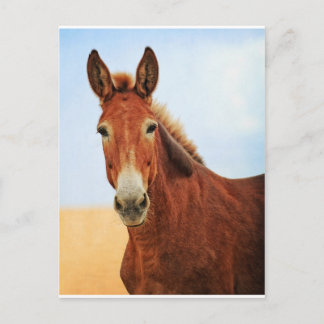 Handsome Jackass Postcard