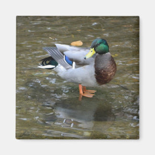 Handsome Mallard (Male) Duck Magnet
