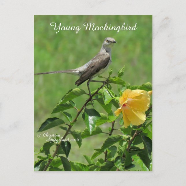 Handsome Mockingbird bird Postcard (Front)