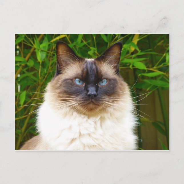 Handsome Oscar Postcard (Front)