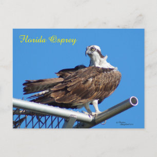 Handsome Osprey Hawk Nest Postcard