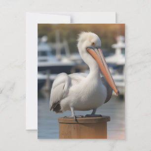 Handsome Pelican Postcard