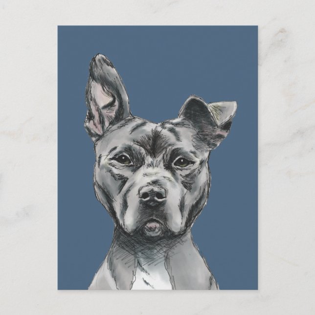 Handsome Pit Bull Terrier Dog Drawing Postcard (Front)