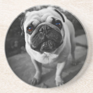 Handsome Pug Coaster