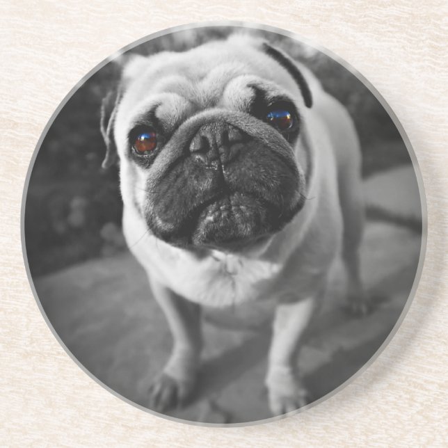 Handsome Pug Coaster (Front)