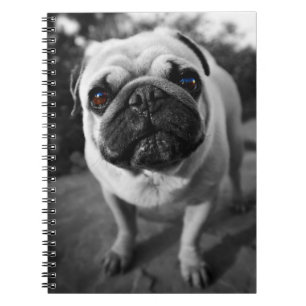 Handsome Pug Notebook