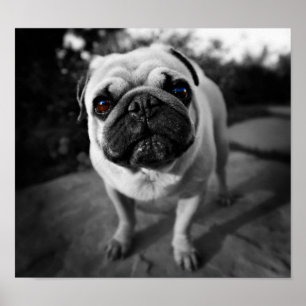 Handsome Pug Poster