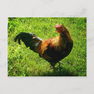 Handsome Rooster Postcard