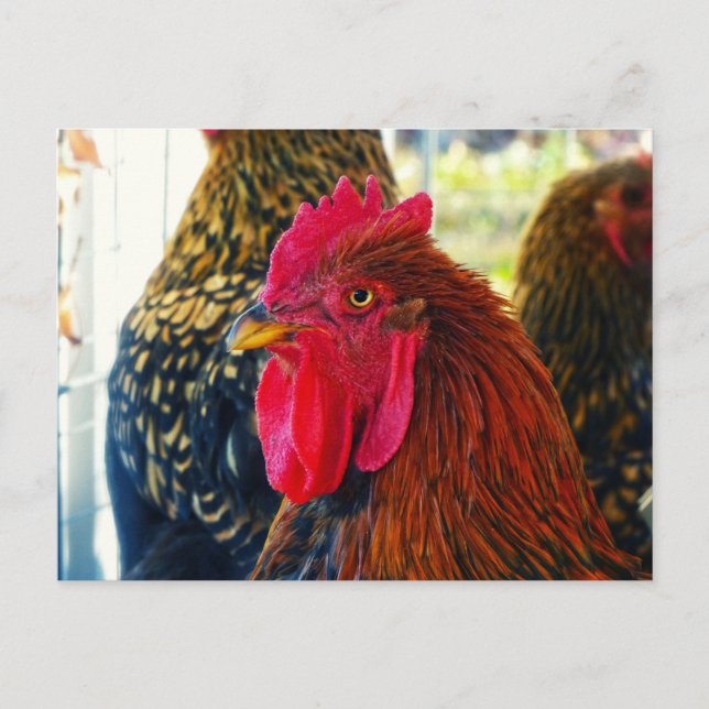 Handsome Rooster Postcard (Front)