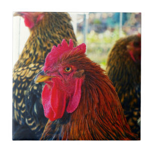 Handsome Rooster Tile