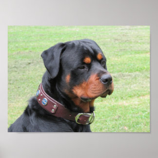 Handsome Rottweiler Poster