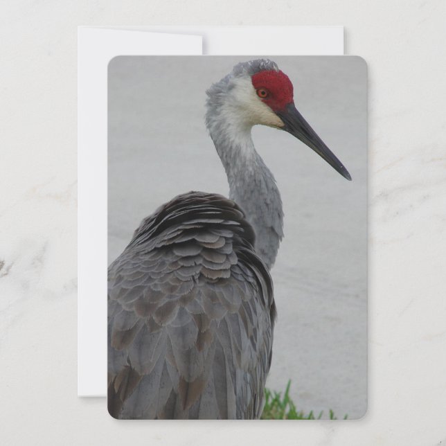 Handsome Sandhill Crane Invitation (Front)