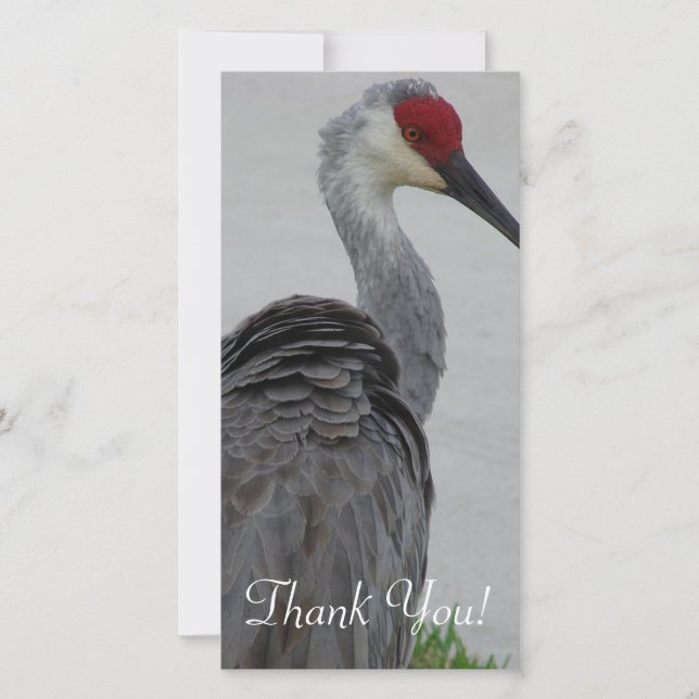 Handsome Sandhill Crane Thank You Card (Front)