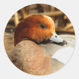 Handsome Stranger in Town Eurasian Wigeon Classic Round Sticker