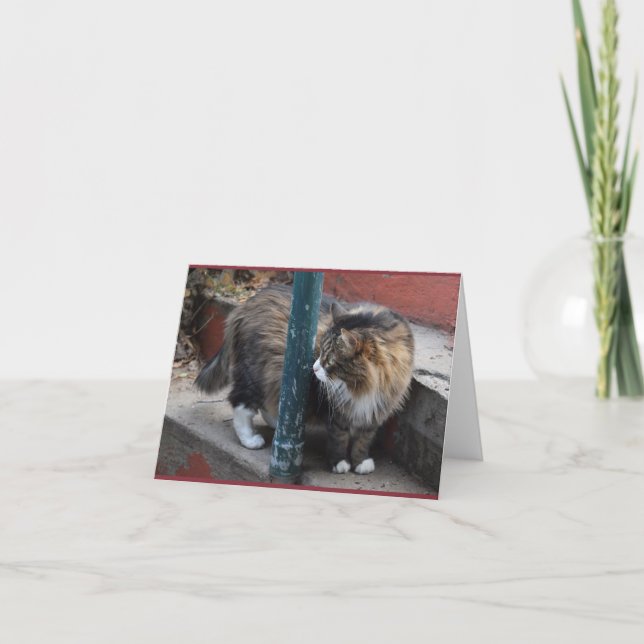 Handsome Tabby Greeting Card (Front)
