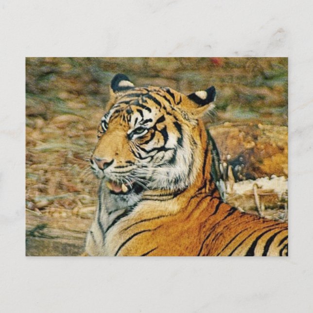 Handsome Tiger Postcard (Front)