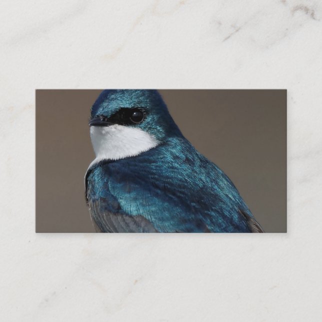 Handsome Tree Swallow: Bird on a Wire Business Card (Front)
