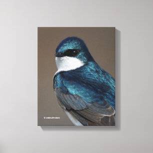 Handsome Tree Swallow: Bird on a Wire Canvas Print