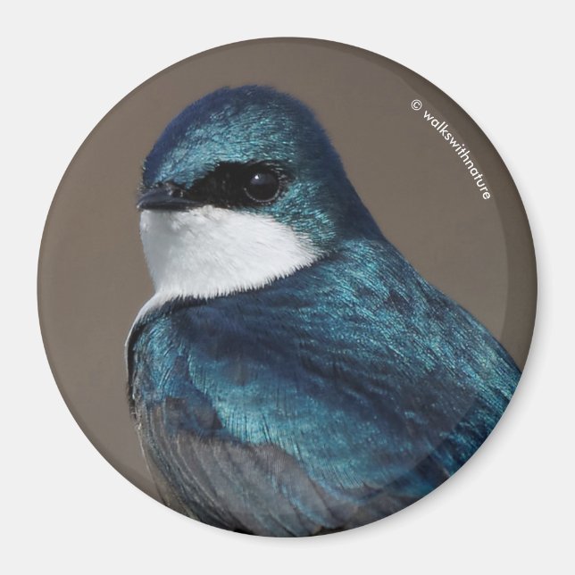 Handsome Tree Swallow: Bird on a Wire Magnet (Front)