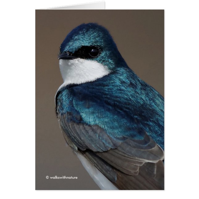 Handsome Tree Swallow Songbird on a Wire (Front)